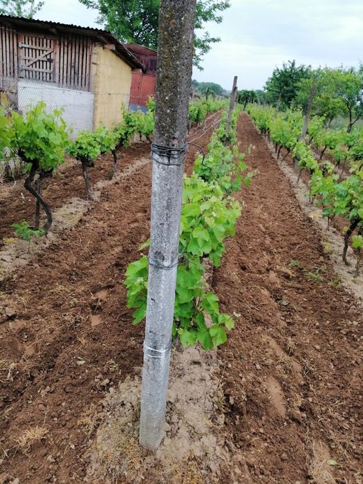 Vand casa in Sabolciu