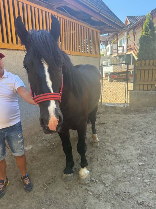 Mânz de un an și 11 luni