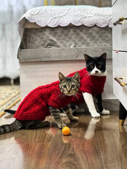 Вязаная одежда для кошек и собак