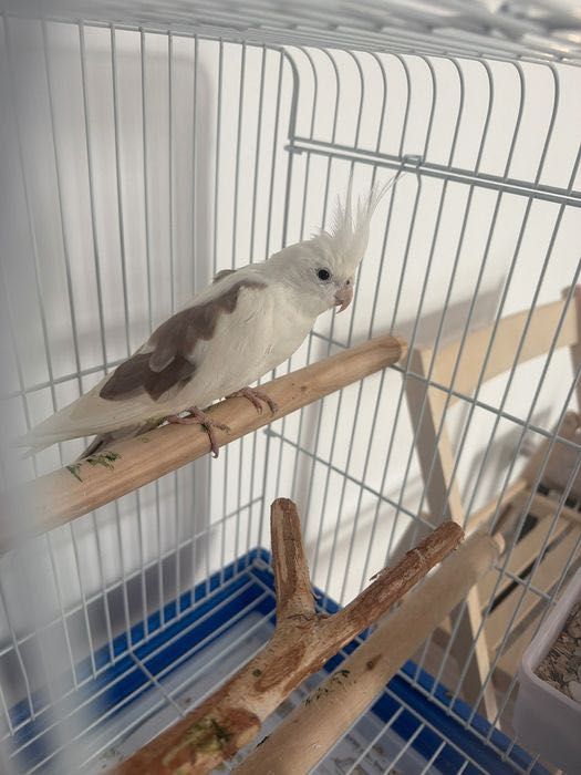 papagal cockatiel