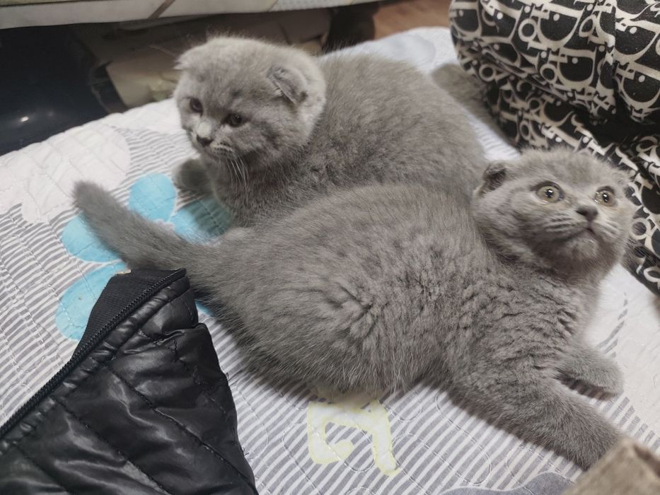 Срочно продам скоттиш фолд котят