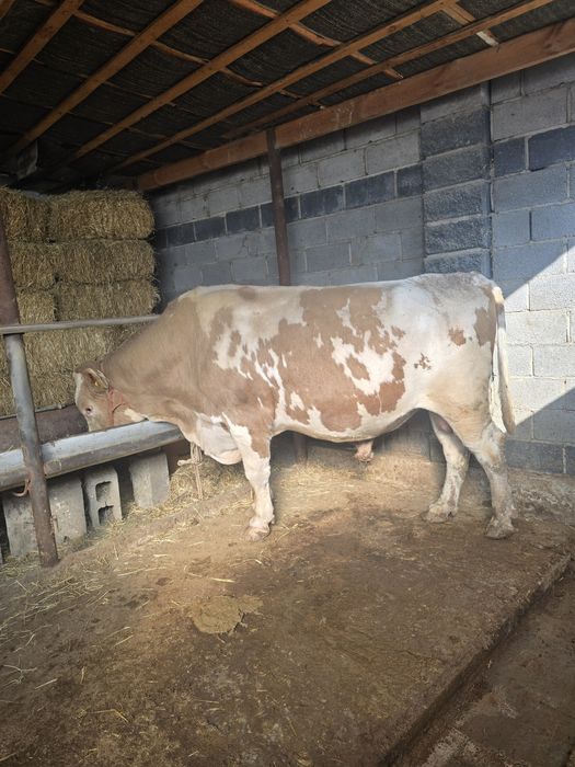 Бұқа            .