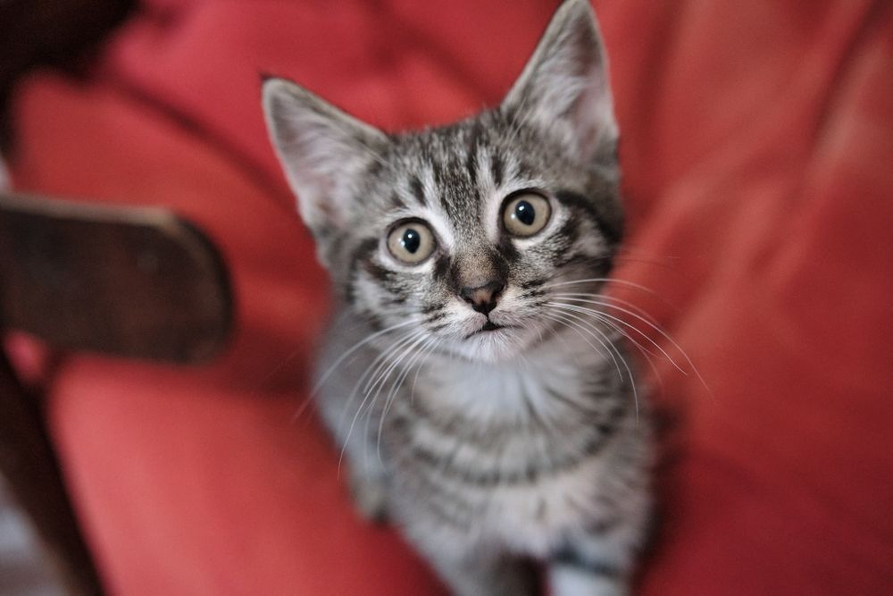 Котята 2 месяца.