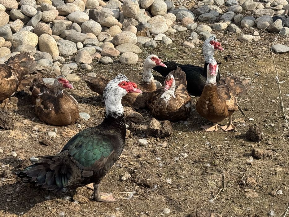 Селезьни по 9000тг