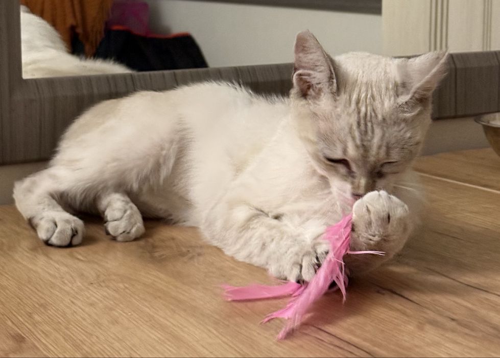 Кошечка ищет дом!