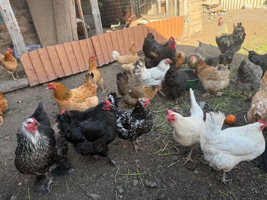 Продам срочно курей