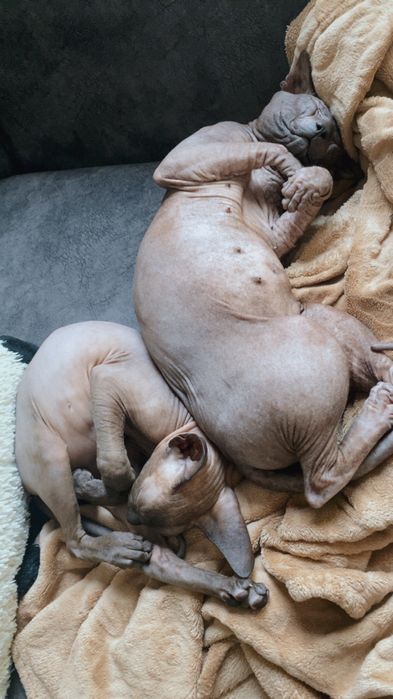 Отдам сфинксов в любящие руки