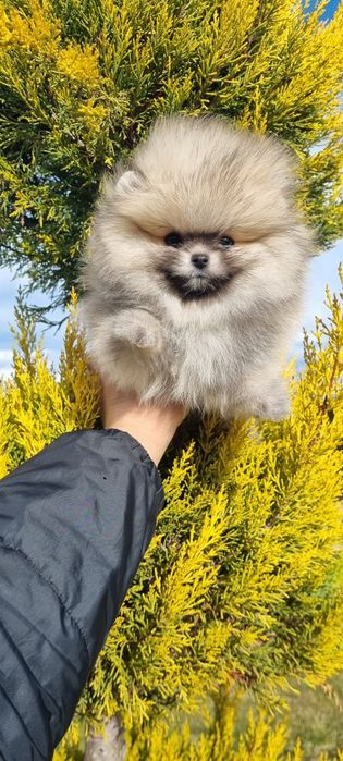 Померан померанче