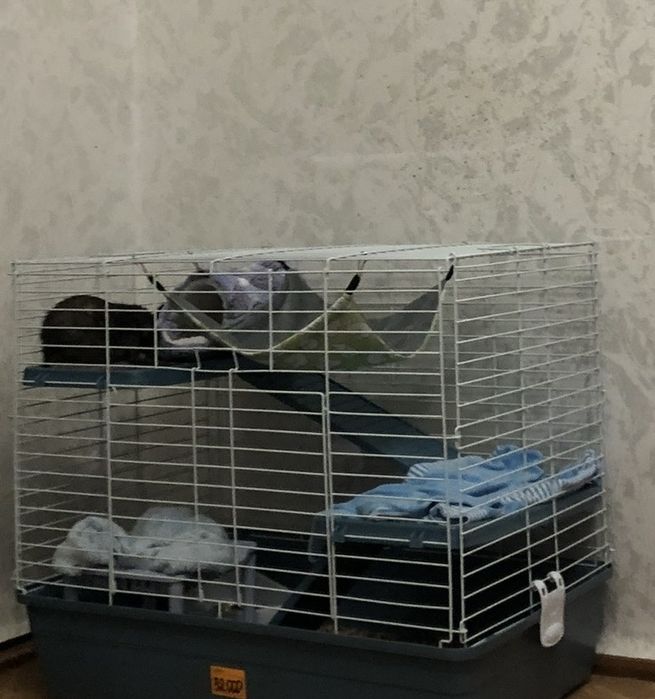 отдам двух крыс с клеткой