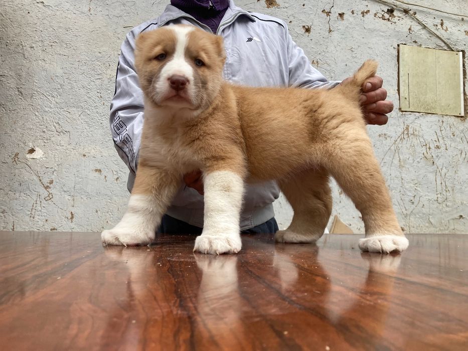 Щенок Туркменского Алабая ( чистокровный )