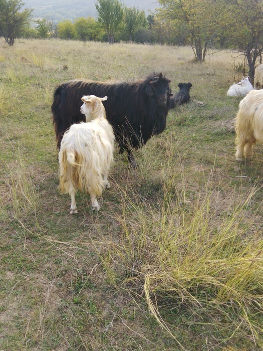 De vânzare 3 țapi