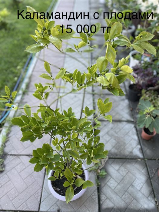 Комнатные растения