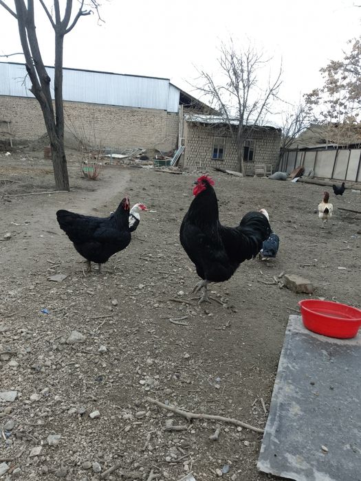 Кора Шахзода хурози сотилади!