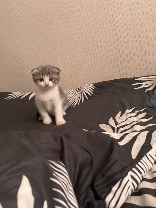 Отдам веслоухого британца
