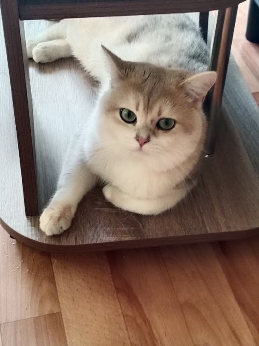 Продам  шиншилового кота Скотиш Страйд.