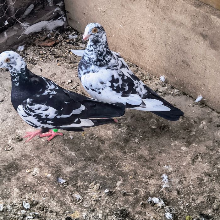 Vând o pereche de porumbei meulemans