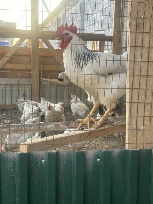 Адлер тауыктары .