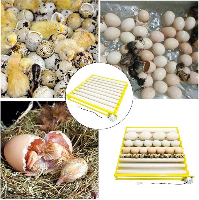 Инкубатор 56 тали