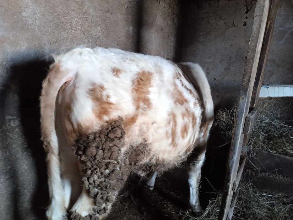 Продам КРС Быки с откорма