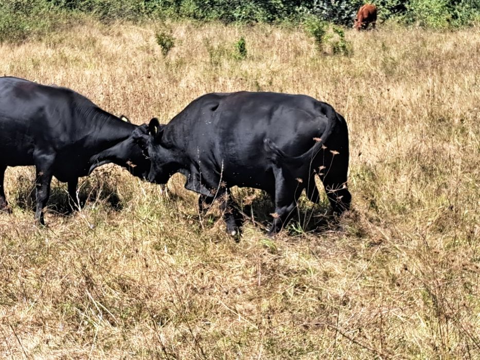 Vaca Angus cu vitel