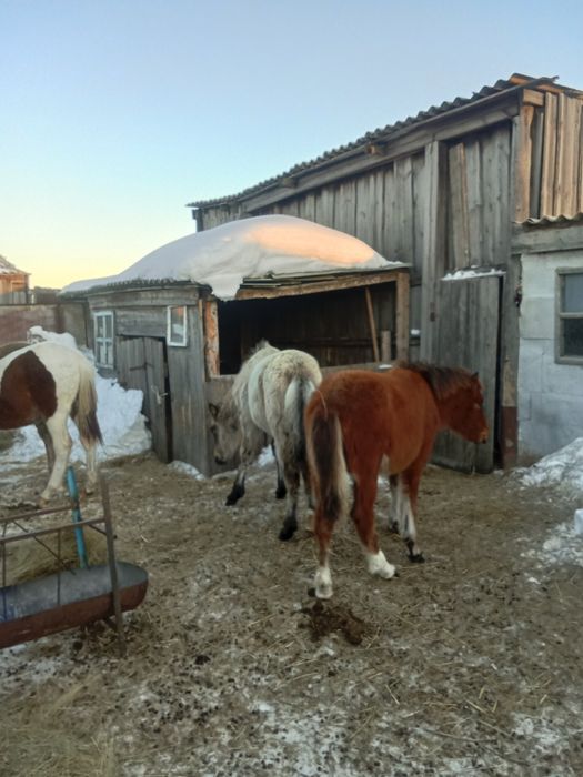 Продам жеребенка