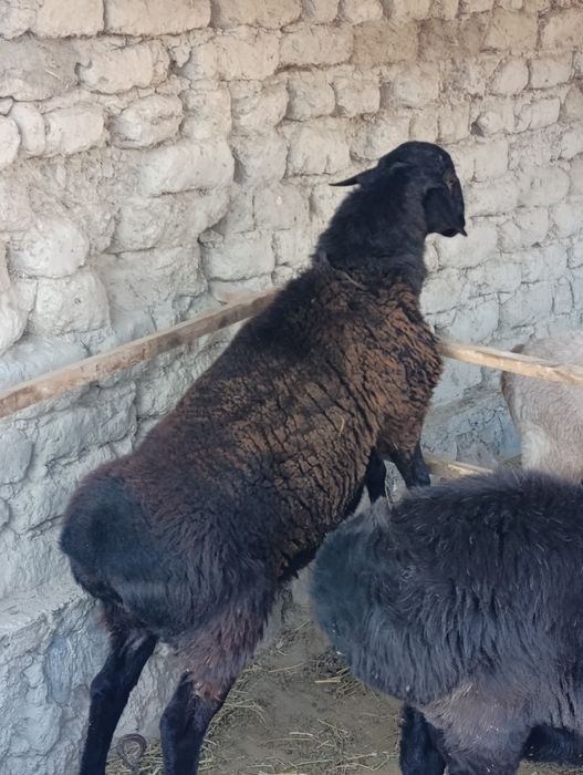 Qoʻchqorlar sotiladi