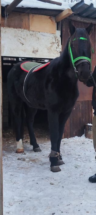 Продам жеребца четыре года