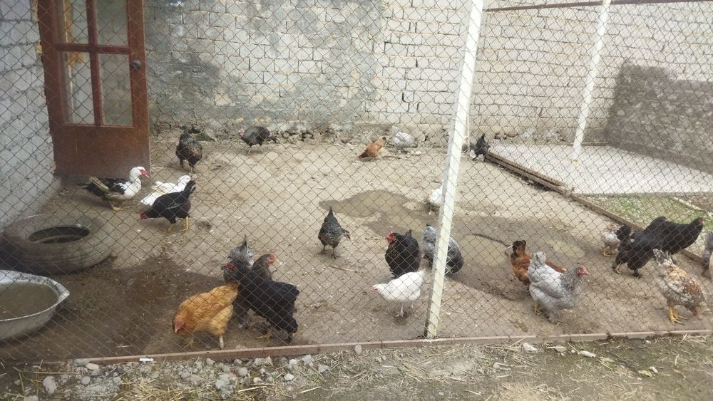 Яйца домашние, оплодотворенные, можно под инкубатор, не дорого