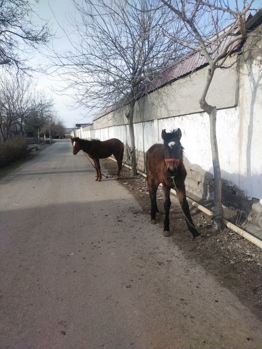 Тойлар сотиладии