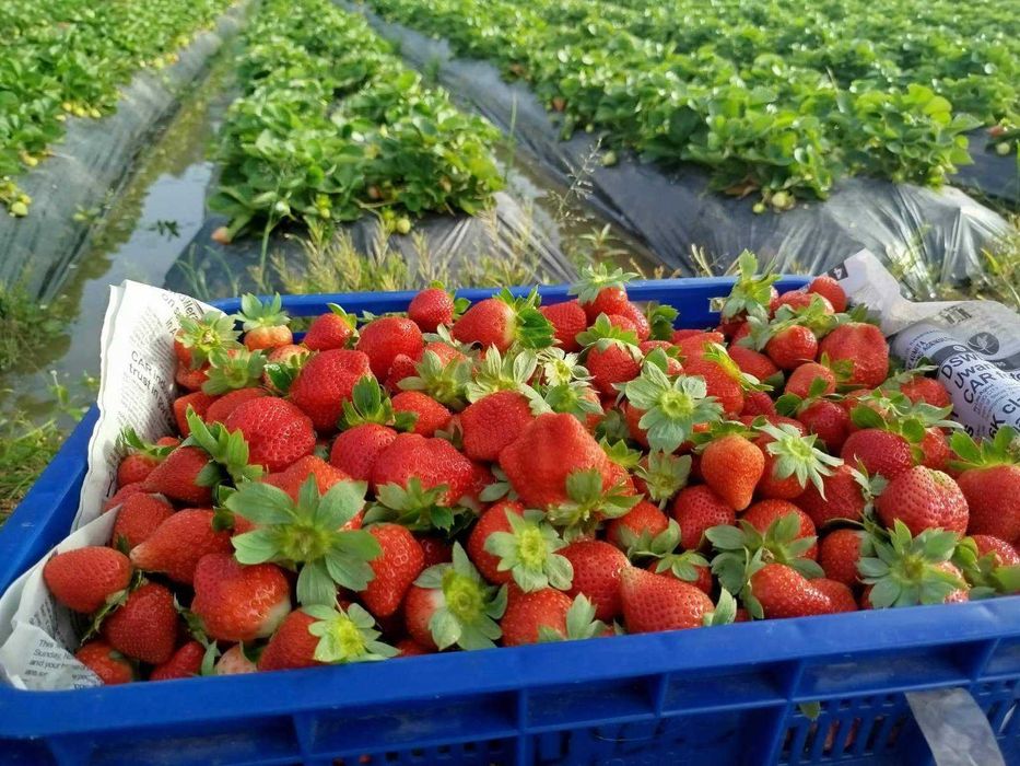 разсад За ягоди само сега при нас на промо цена 0.25 EUR