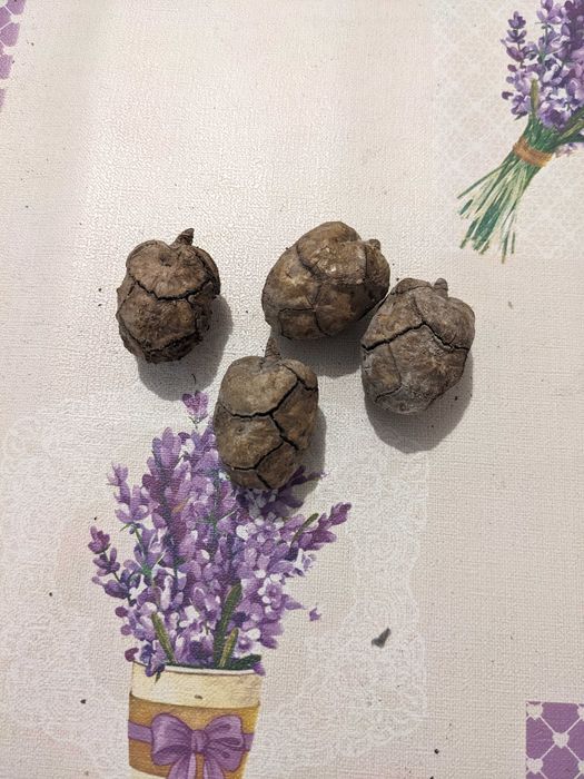 Клонки мъх жълъди шишарки за декоразия