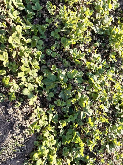 Клубника, рассада