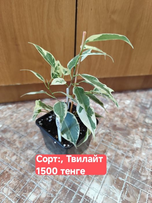 Фикусы Бенджамина