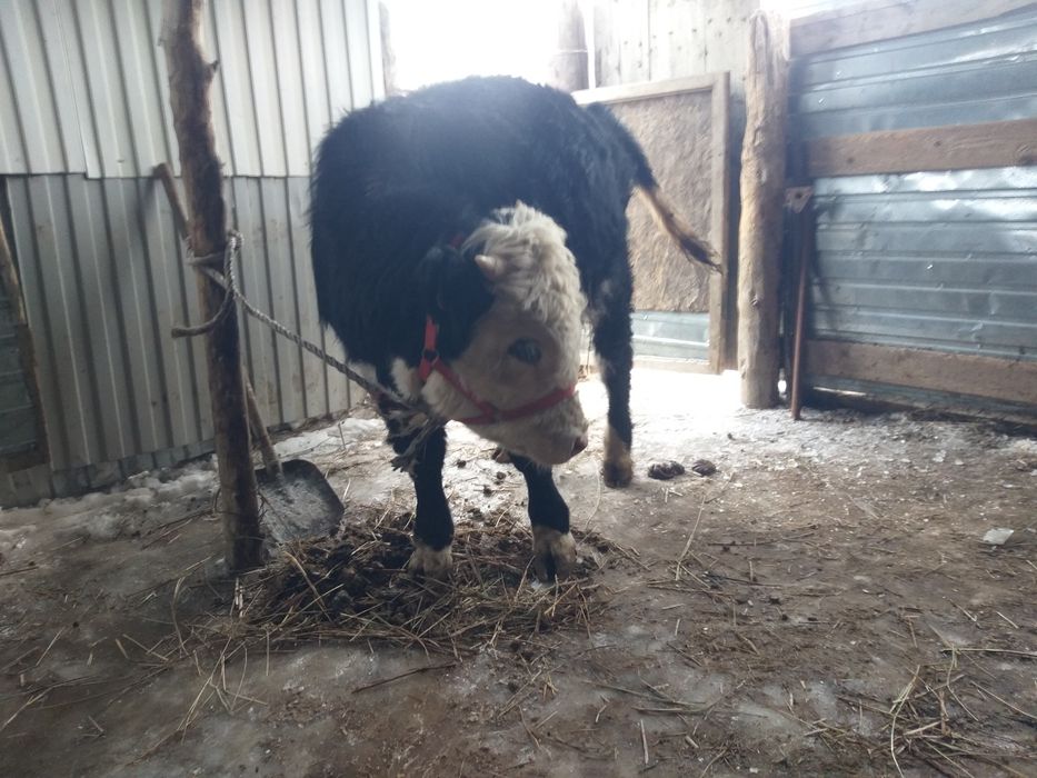 Подсос сатылады 2 бас