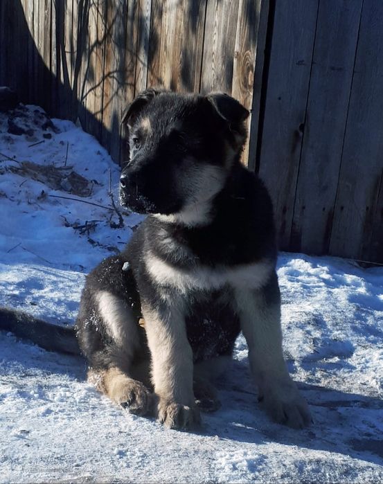 Восточноевропейская овчарка