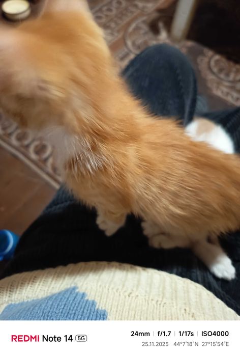 Подарявам малки котета