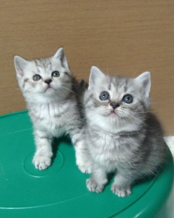 Шотландские Скоттиш страйт.