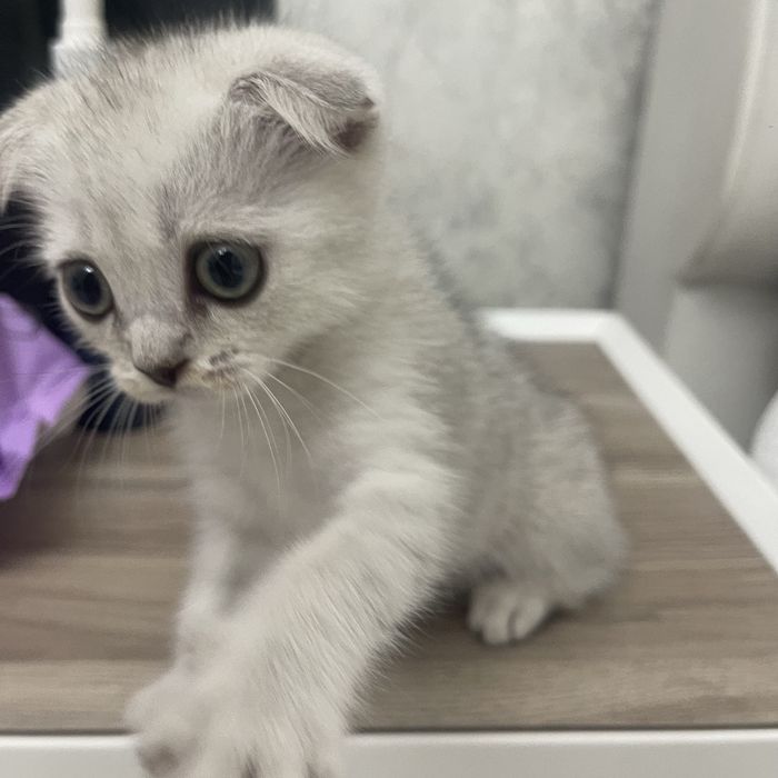Вислоухий шотландец