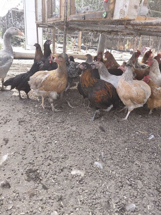 Продавам кокошки , ярки и зайци