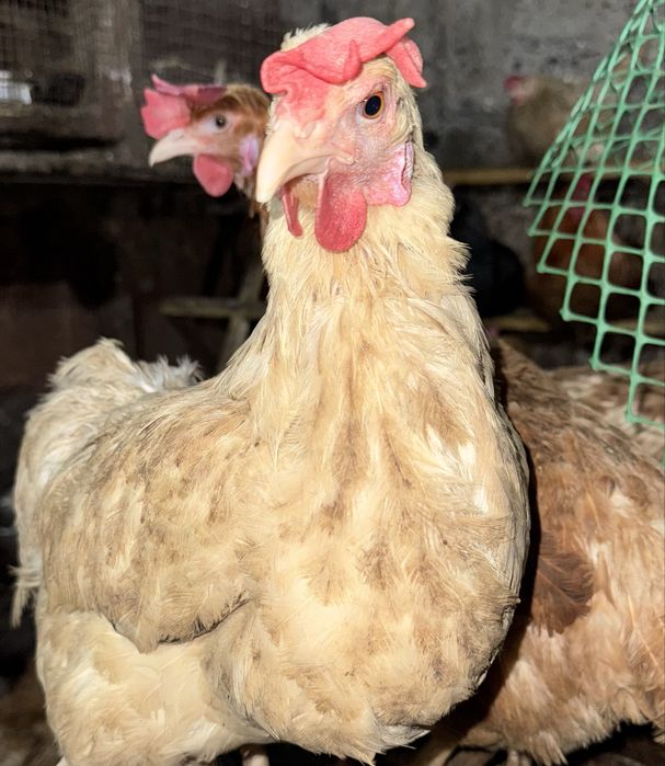 Пролам домашних кур несушек