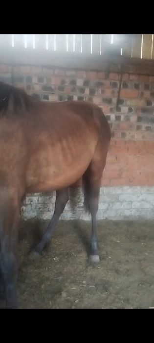 Продам кобылок..