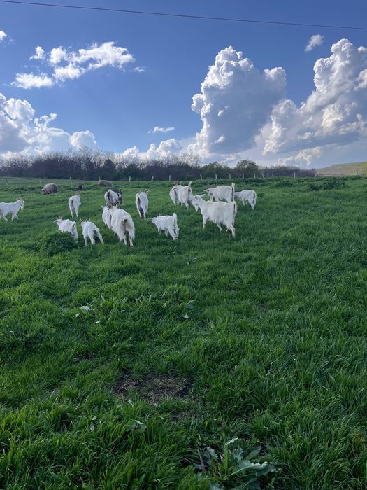 Capre cu iezi Saanen schimb cu cereale