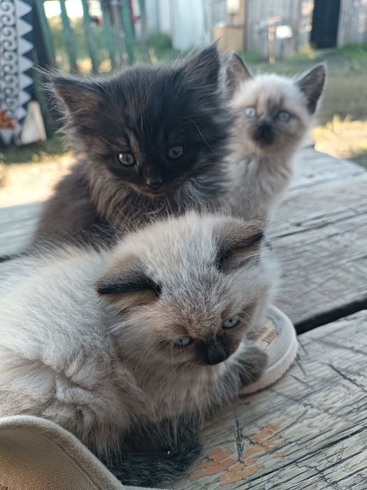 Отдам котят даром ( девочек)