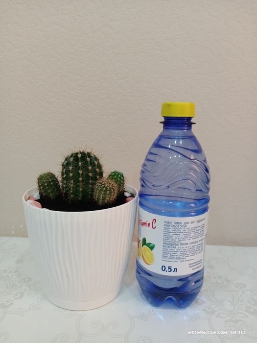 Комнатные цветы.Кактус.