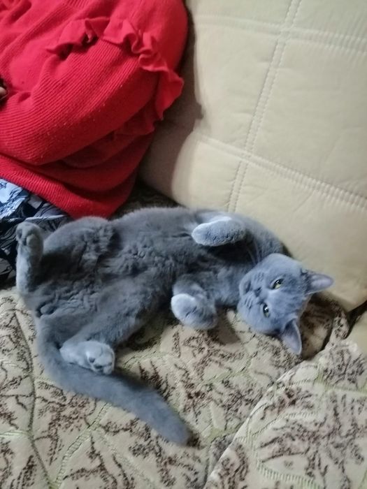 Отдам кошку в добрые руки