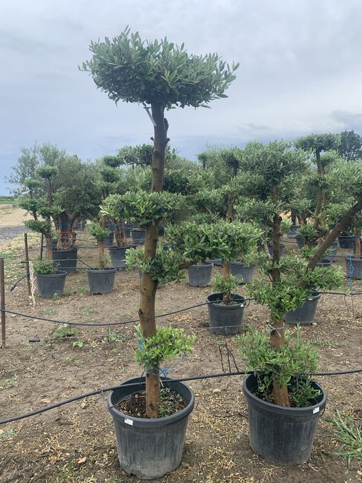 Maslin Bonsai in ghiveci