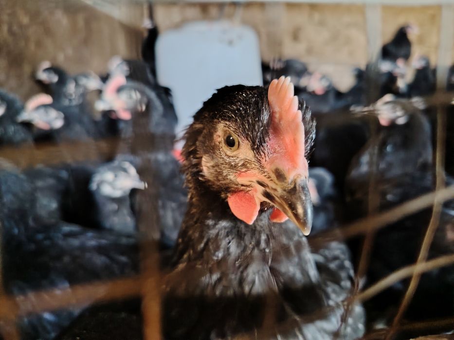 Кора шахзода 90  кунлик