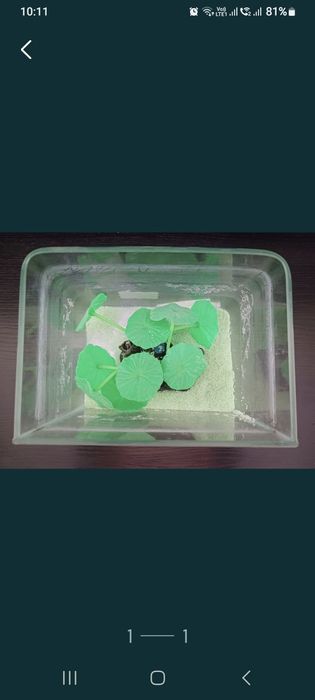 Vand miniacvariu de sticla, marca Boyu