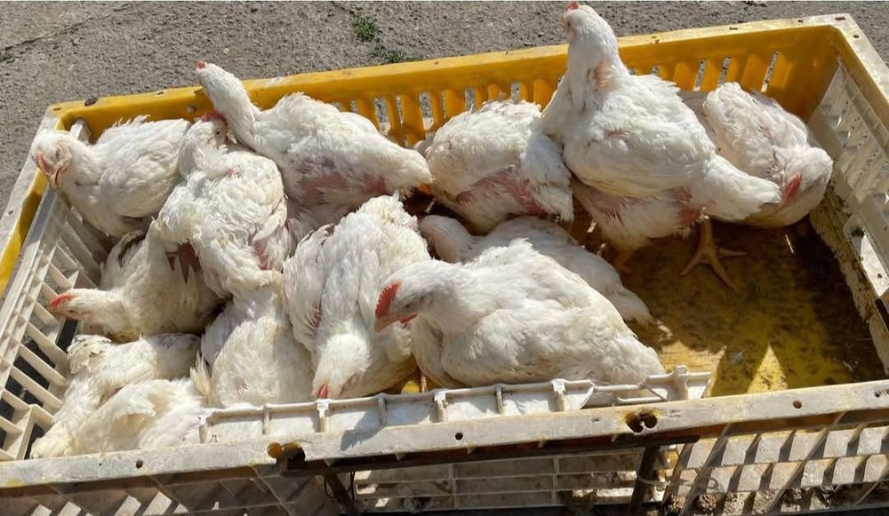 Bună ziua dragi clienți astăzi deschidem prima serie de pui Albi de carne și colorat rasă mixtă