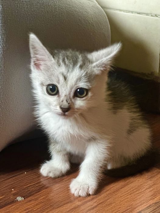 Отдадим милого нежного игривого катенка.
